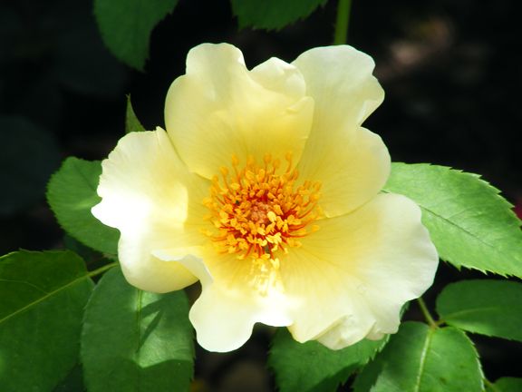 Golden Wings photo gw2013_06290033_zps242726a5.jpg